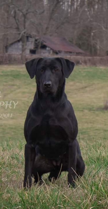 Wobbly River's Cottonwoods A Bloomin MH30 | Black Labrador Retriver