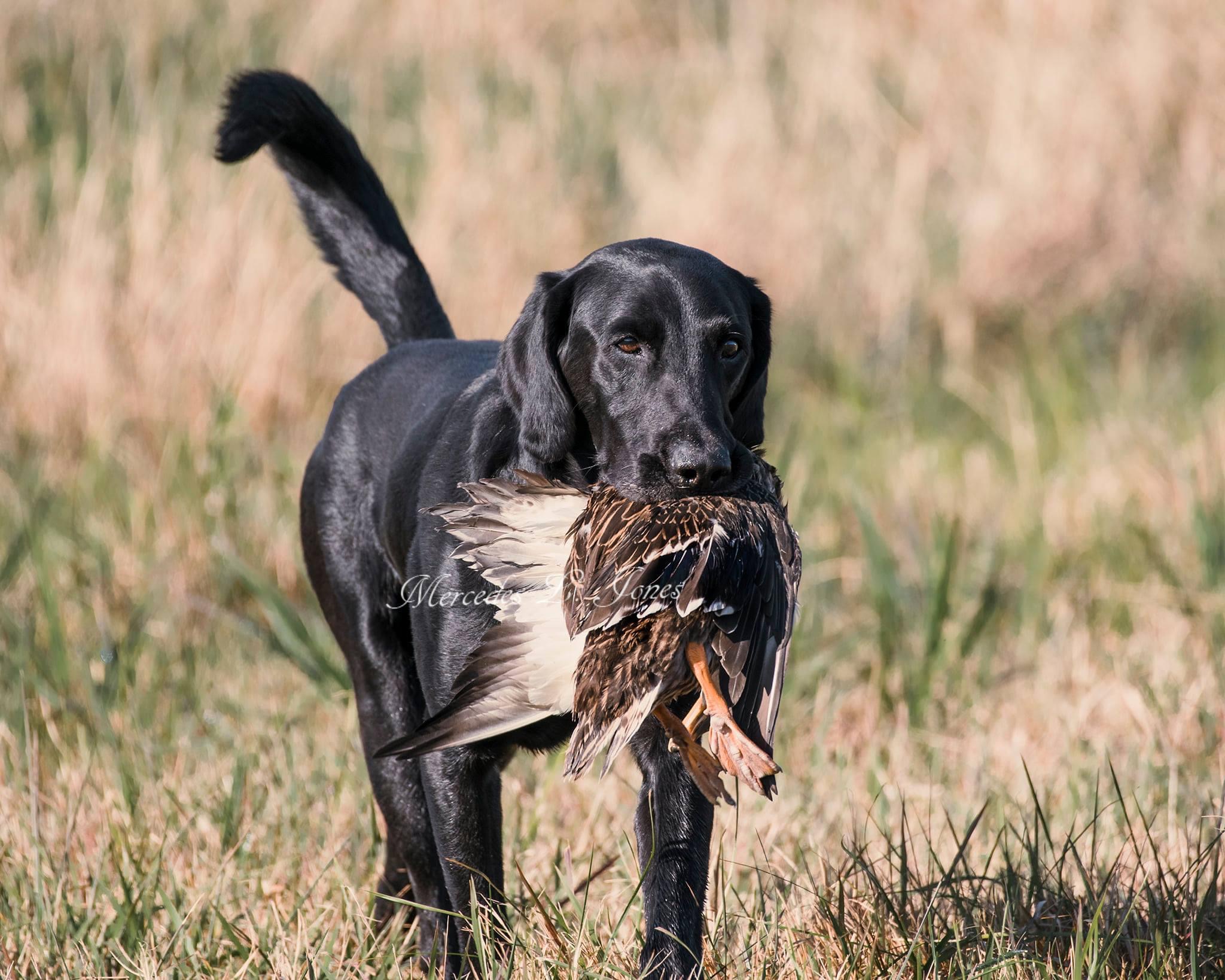 HRCH Bayou Desiard's Man In Black MH17 | Black Labrador Retriver