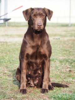 HRCH Breeze Hill's Gentleman Dream | Chocolate Labrador Retriver