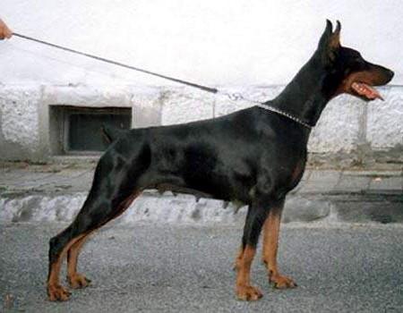 Baronesa-Zova Renewal | Black Doberman Pinscher