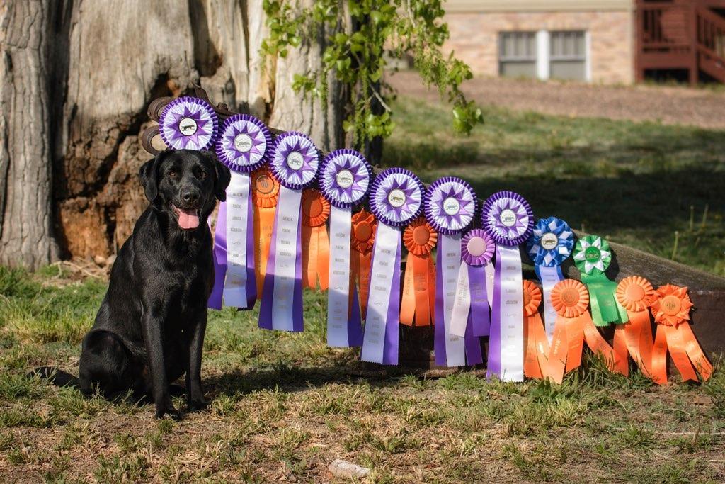 4xGMPR HRCH UH Mister Bristol Eden Bearpoint MH | Black Labrador Retriver