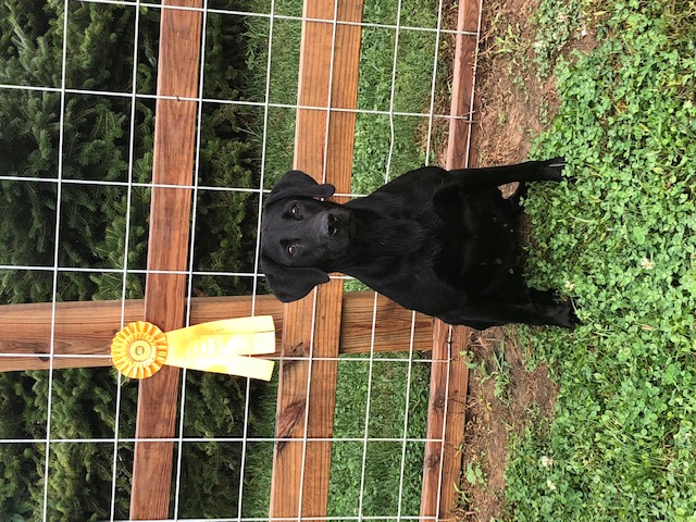 Arrowhead's Paying The Piper MH | Black Labrador Retriver