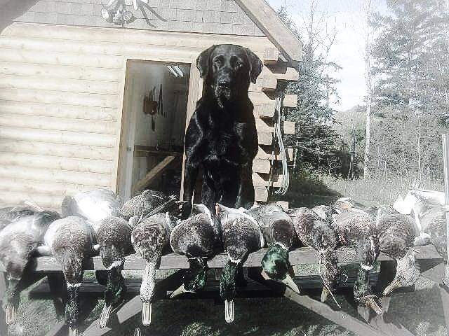 Wildrose French Creek Dieble | Black Labrador Retriver