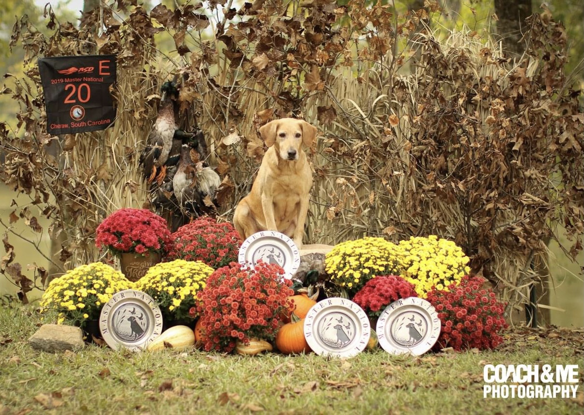 Swamp Run's Gotcha Talkin Now MNH4 | Yellow Labrador Retriver