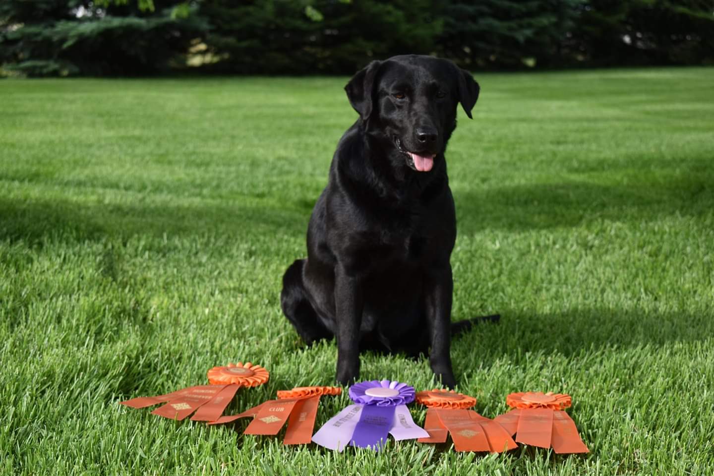 Duck Buster's Hotshot Holly CD SH OJP OAP CGC | Black Labrador Retriver