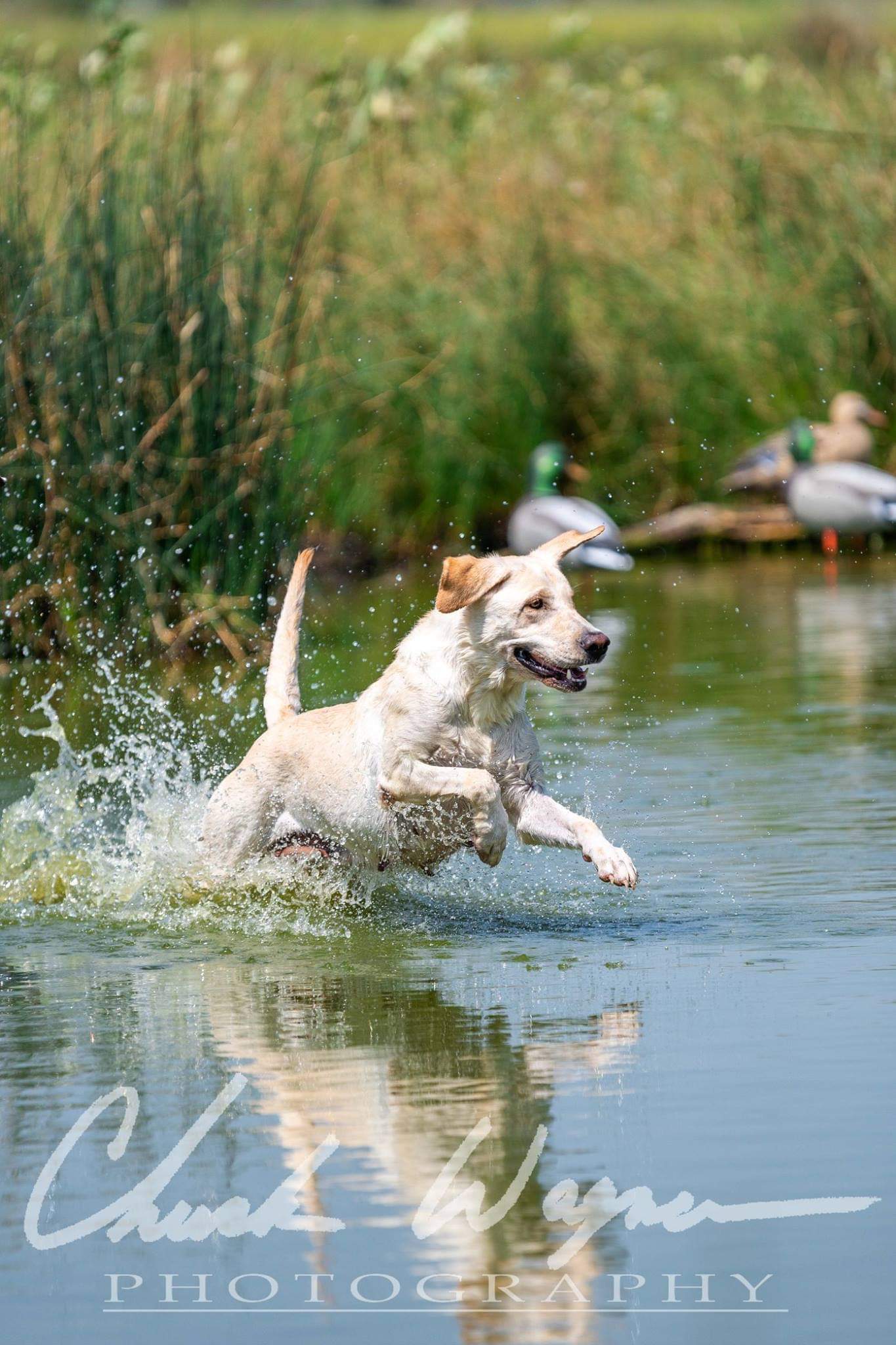 HRCH Whiskey Raiders Sochi Bear MH 13 | Yellow Labrador Retriver