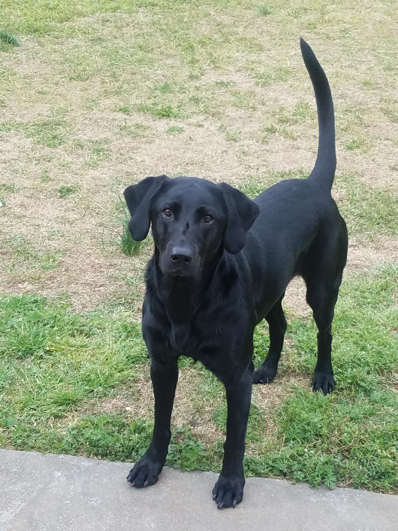 Carswell's Ellie | Black Labrador Retriver