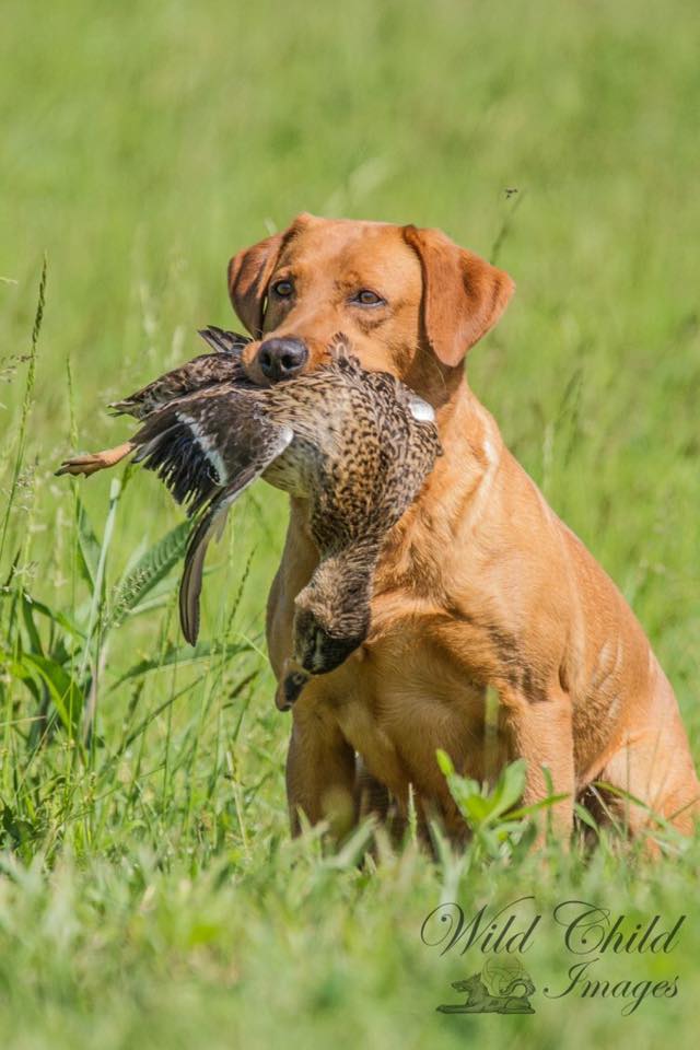 SHR Certainty's Red Hot Chili Pepper | Yellow Labrador Retriver