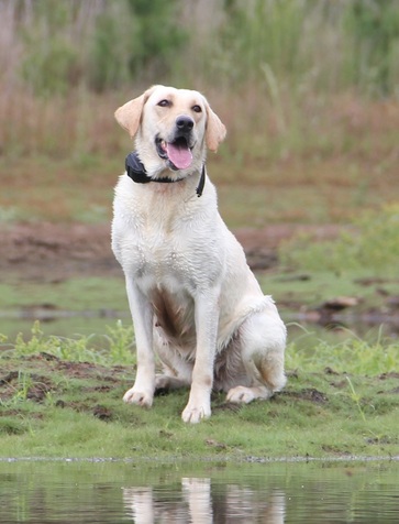 SHR Spirit Of Tamu | Yellow Labrador Retriver