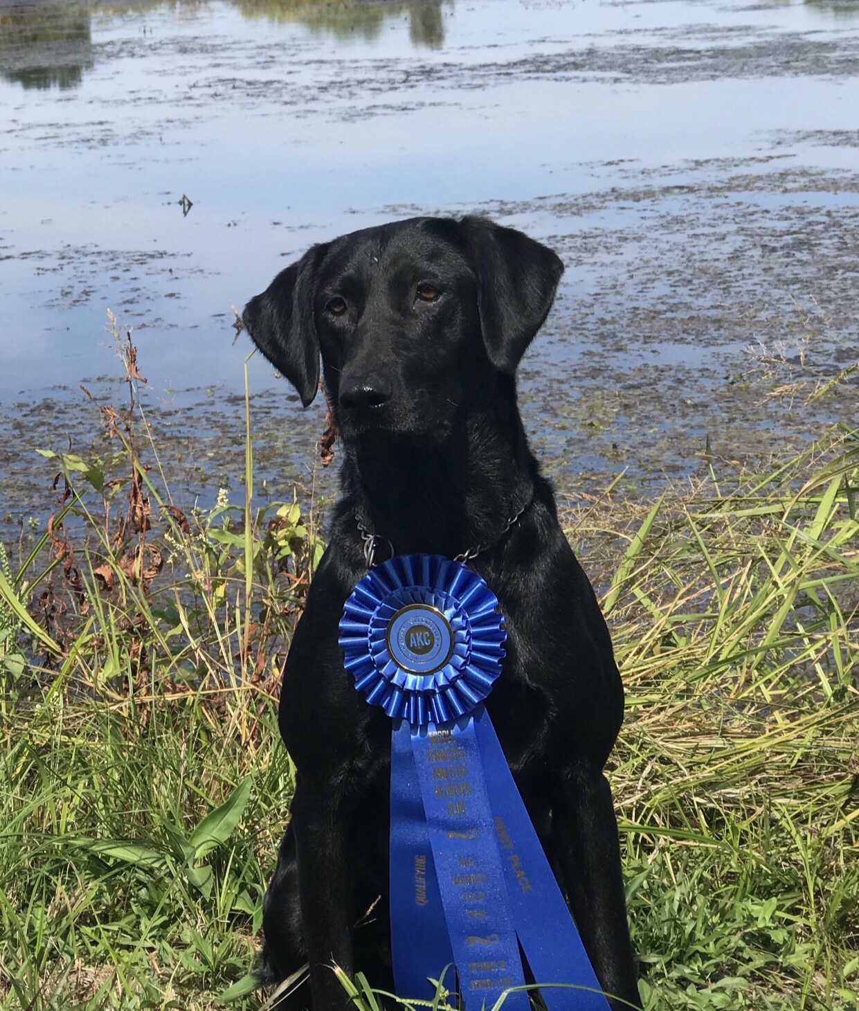 Indi's L7 Nellie QA2 | Black Labrador Retriver