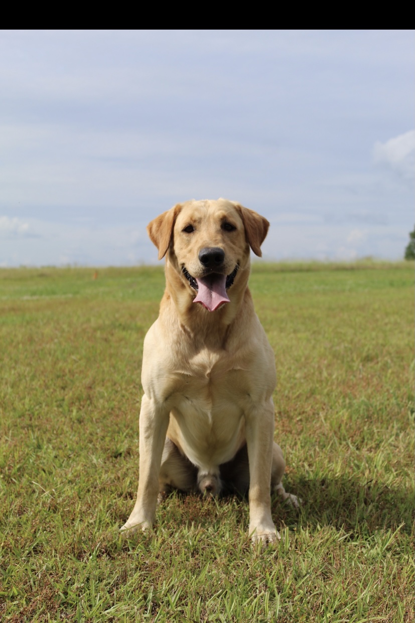 HR Cuz's Tucker | Yellow Labrador Retriver