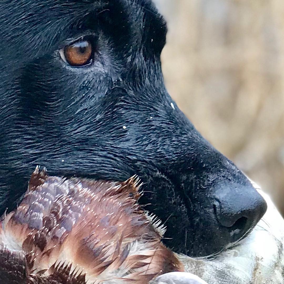 Limit Out's Chief Drill Instructor | Black Labrador Retriver