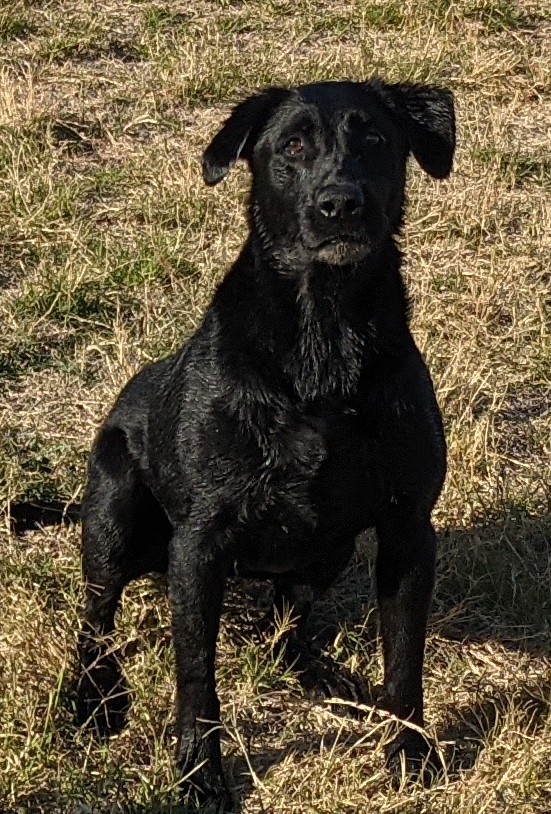 Bk's Moonshadow's Water Dance QA2 | Black Labrador Retriver