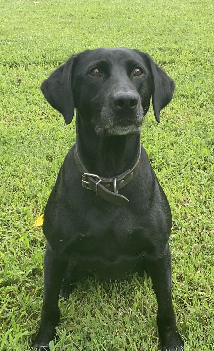 Bee Buzzin | Black Labrador Retriver