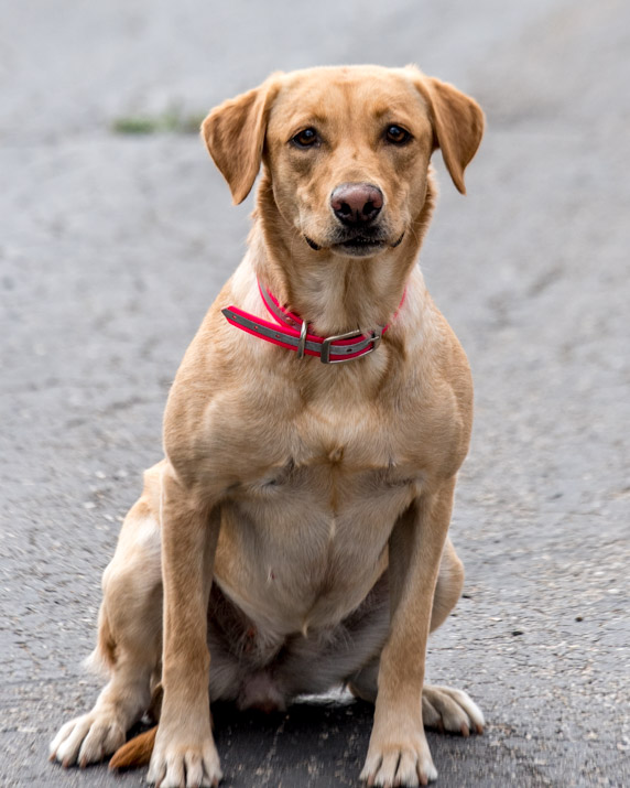 Duck Busters Hooked On Quack MH | Yellow Labrador Retriver