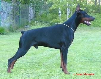 Hainide Rolls-Royce | Black Doberman Pinscher