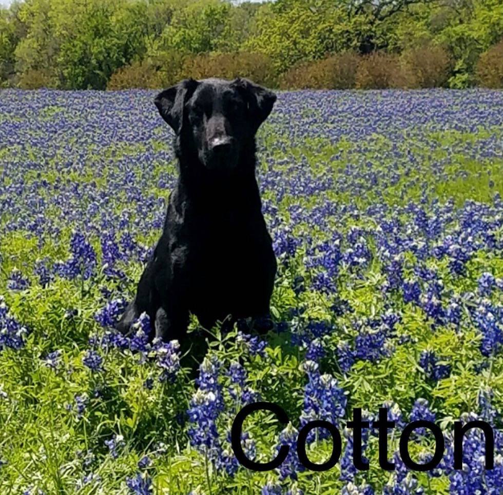 Ott's Fabric of our lives QAA | Black Labrador Retriver