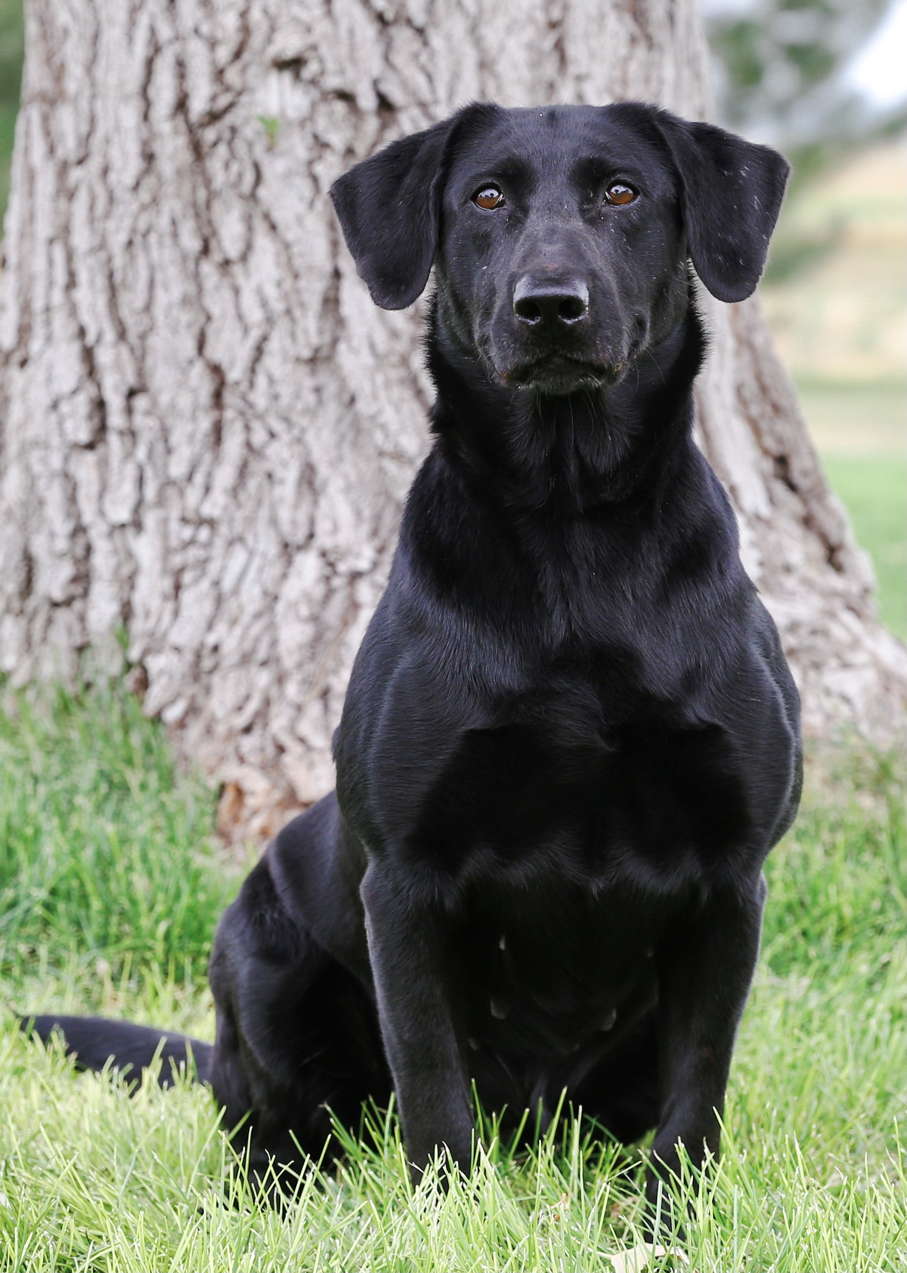 HRCH Prairie Wind's Gotta Get Away MH | Black Labrador Retriver