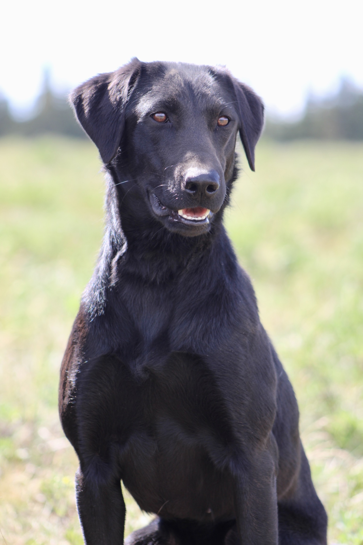 HRCH Prairie Wind's Gotta Get Away MH | Black Labrador Retriver