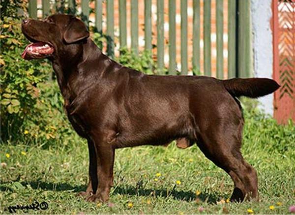 CH Int, Rus, RKF, BLR, FIN, UKR Stenveyz Get Popular FT-Duck | Chocolate Labrador Retriver