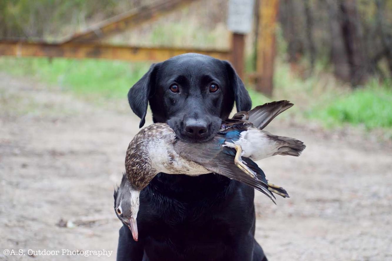 Valley Creek's Queen B SH | Black Labrador Retriver