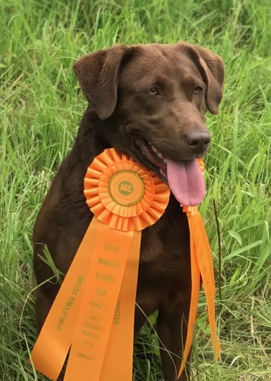 UH Stone Hollows Ticket To Freedom MH | Chocolate Labrador Retriver