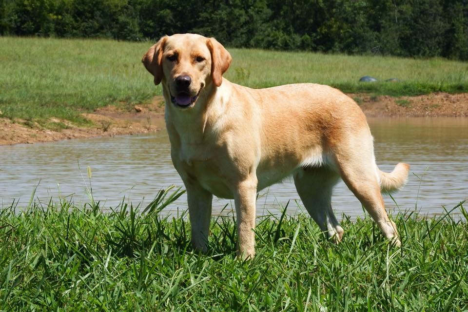 Lanjarbri's Twisted Thunder Tracker | Yellow Labrador Retriver