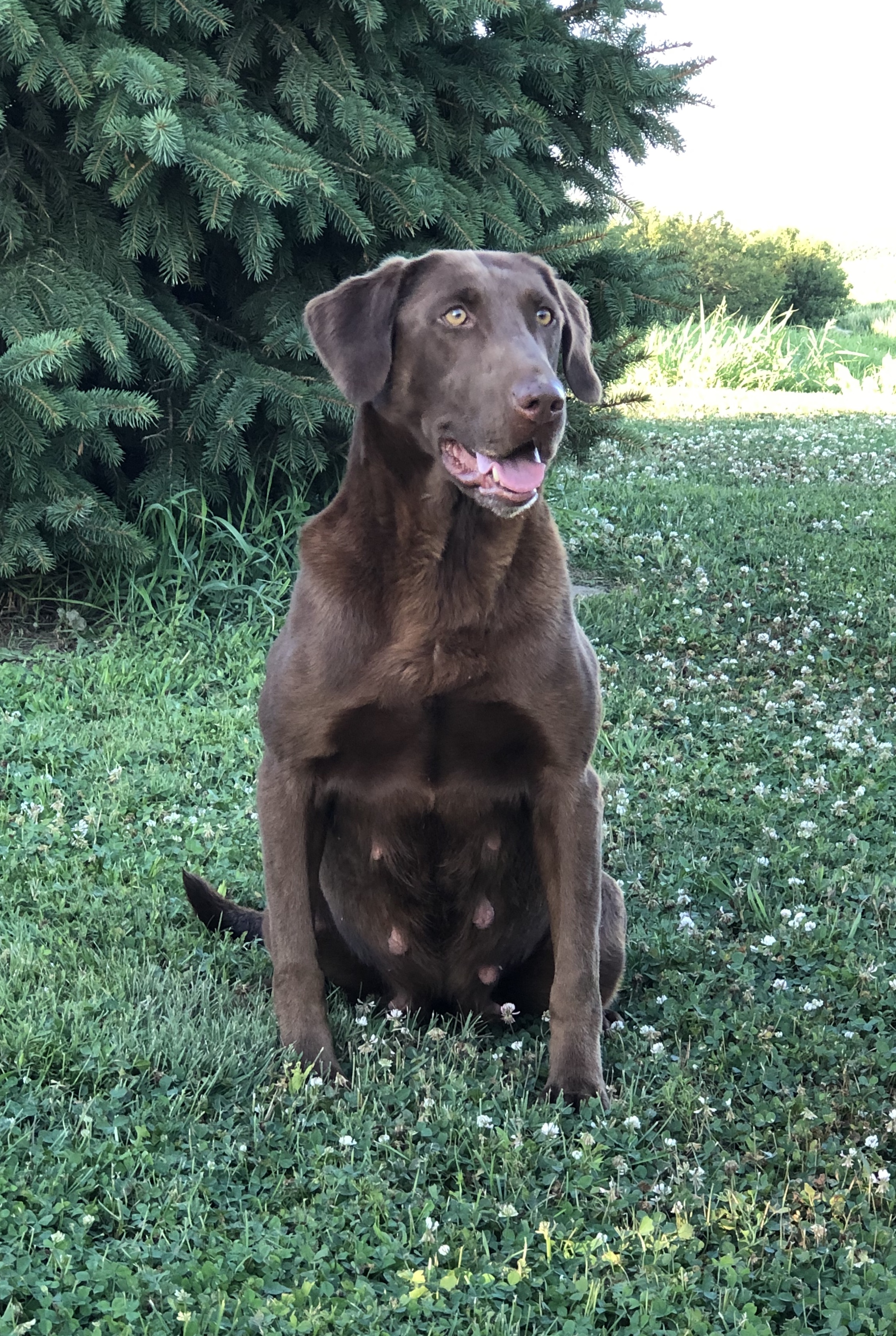 ROCKERIN'S LIVING ON A PRAYER  JH | Chocolate Labrador Retriver