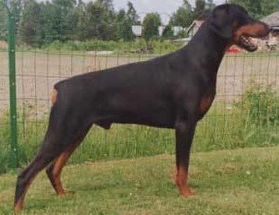 Giovanni's Dainty-Derrick | Black Doberman Pinscher