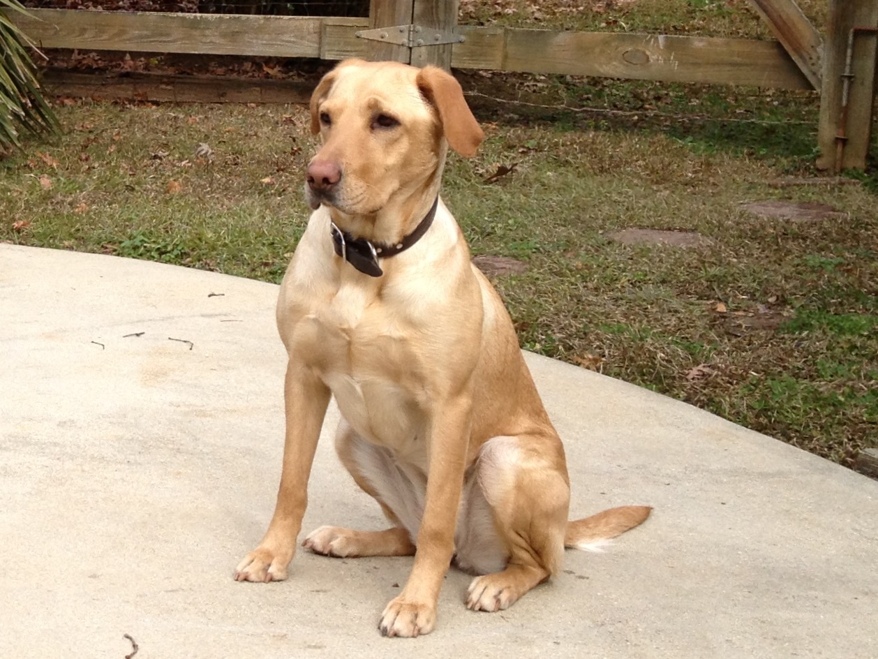 HRCH Pebble Creek's Miss GA Rebel MH | Yellow Labrador Retriver