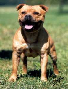 Ringmaster Quest for Fame | Staffordshire Bull Terrier 