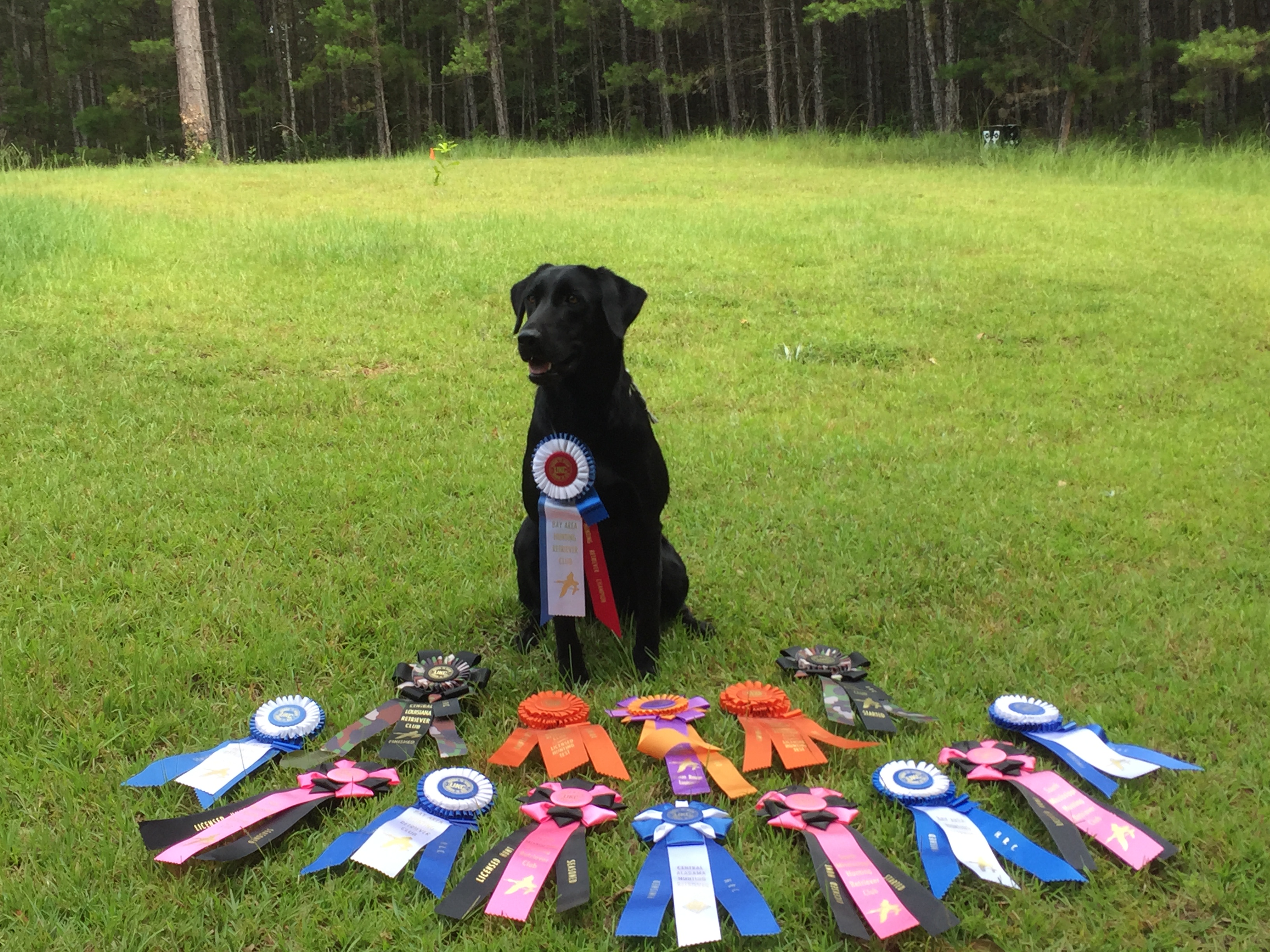 HRCH Black Creek's Maggie Mae MH | Black Labrador Retriver