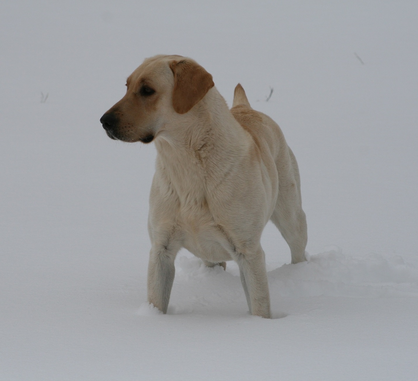 Bird Crazy Gun Dogs Mustang Sally | Yellow Labrador Retriver