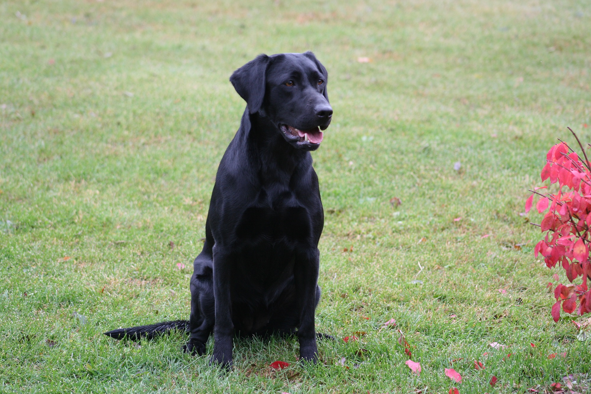 Bird Crazy Gun Dogs At Last | Black Labrador Retriver