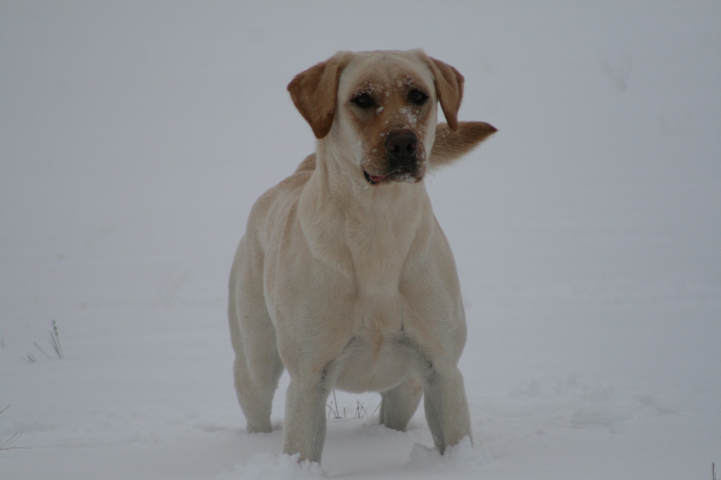 Bird Crazy Gun Dogs Play It Again | Yellow Labrador Retriver