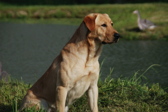 GRHRCH(3) Elliott's Bourbon Whiskey MH | Yellow Labrador Retriver