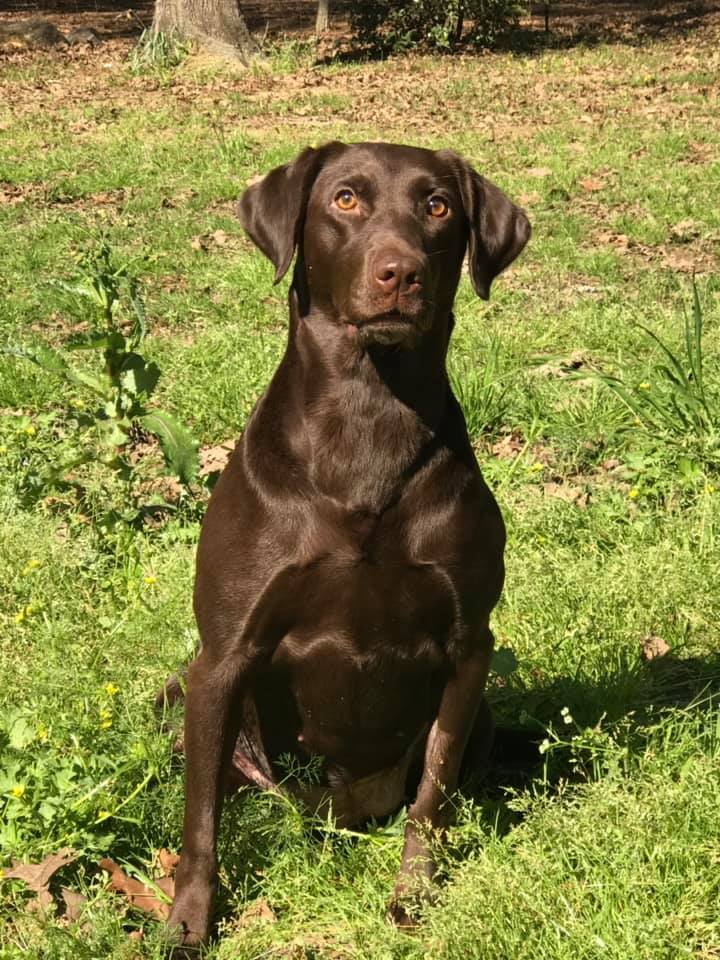 Southern Elite's Minnie Mouse | Chocolate Labrador Retriver