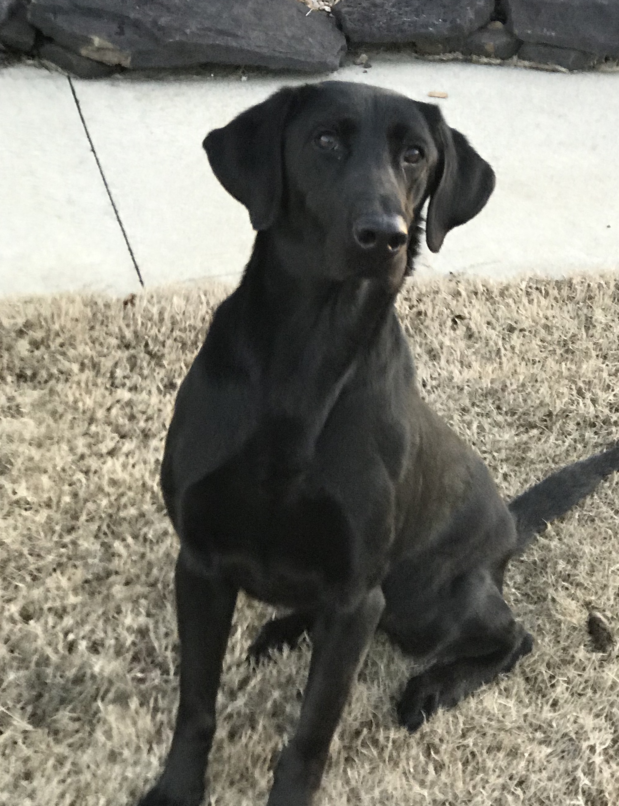 HRCH Turtle Creeks Pistol Annie MH | Black Labrador Retriver