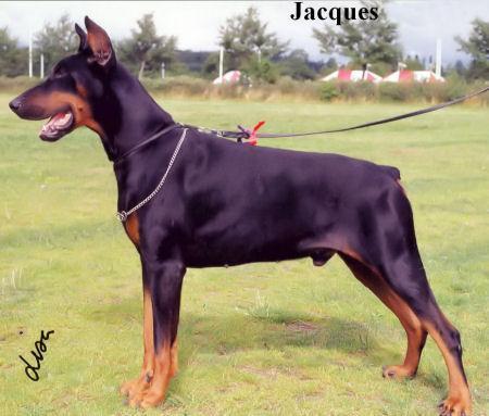 Jacques v. Roveline | Black Doberman Pinscher