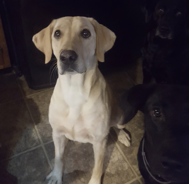 Duck Smasher's Rio Of Prairie State | Yellow Labrador Retriver