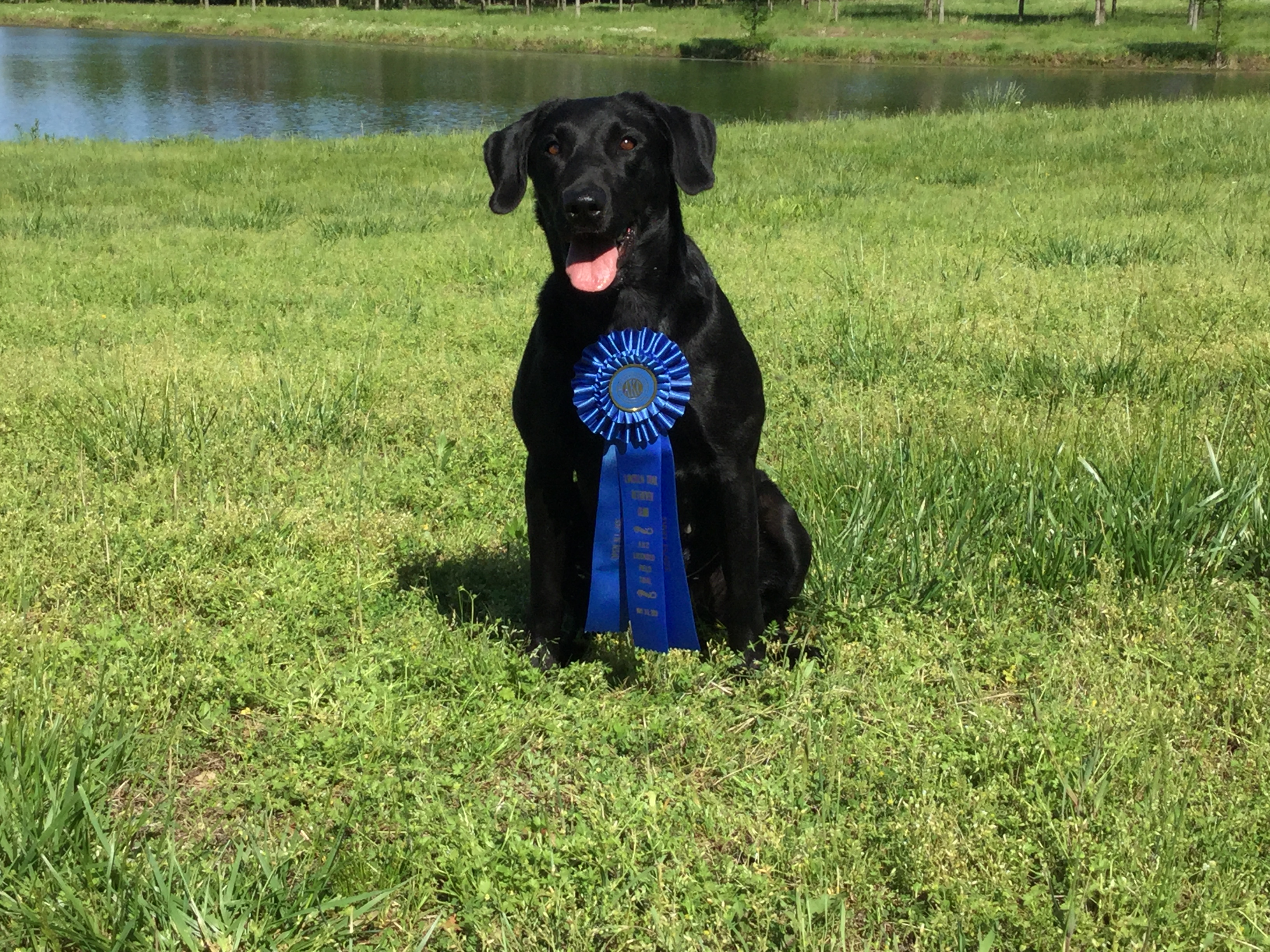 FC AFC Cane Creek's Wicked River | Black Labrador Retriver