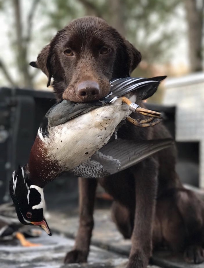 HRCH Rock Hill’s Free and easy spirit MH | Chocolate Labrador Retriver