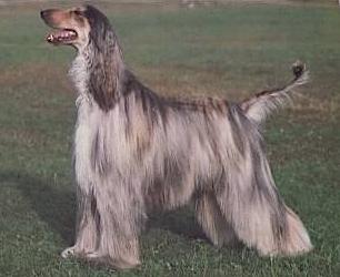 Rahzmundah Psidium | Afghan Hound 