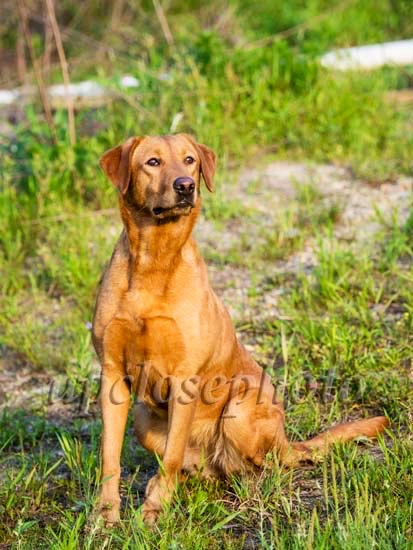 HRCH Gleneire Redhot Cajun Reminder MH | Yellow Labrador Retriver