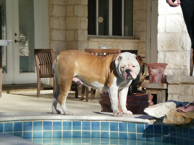 Lonestar's Matilda of Buckeye | Olde English Bulldogge 