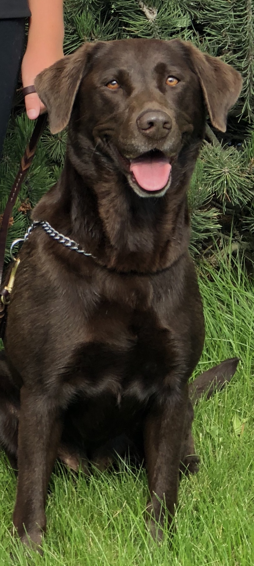 Ireland Farms Dutchess Of Stormy Mtn MH 15 | Chocolate Labrador Retriver