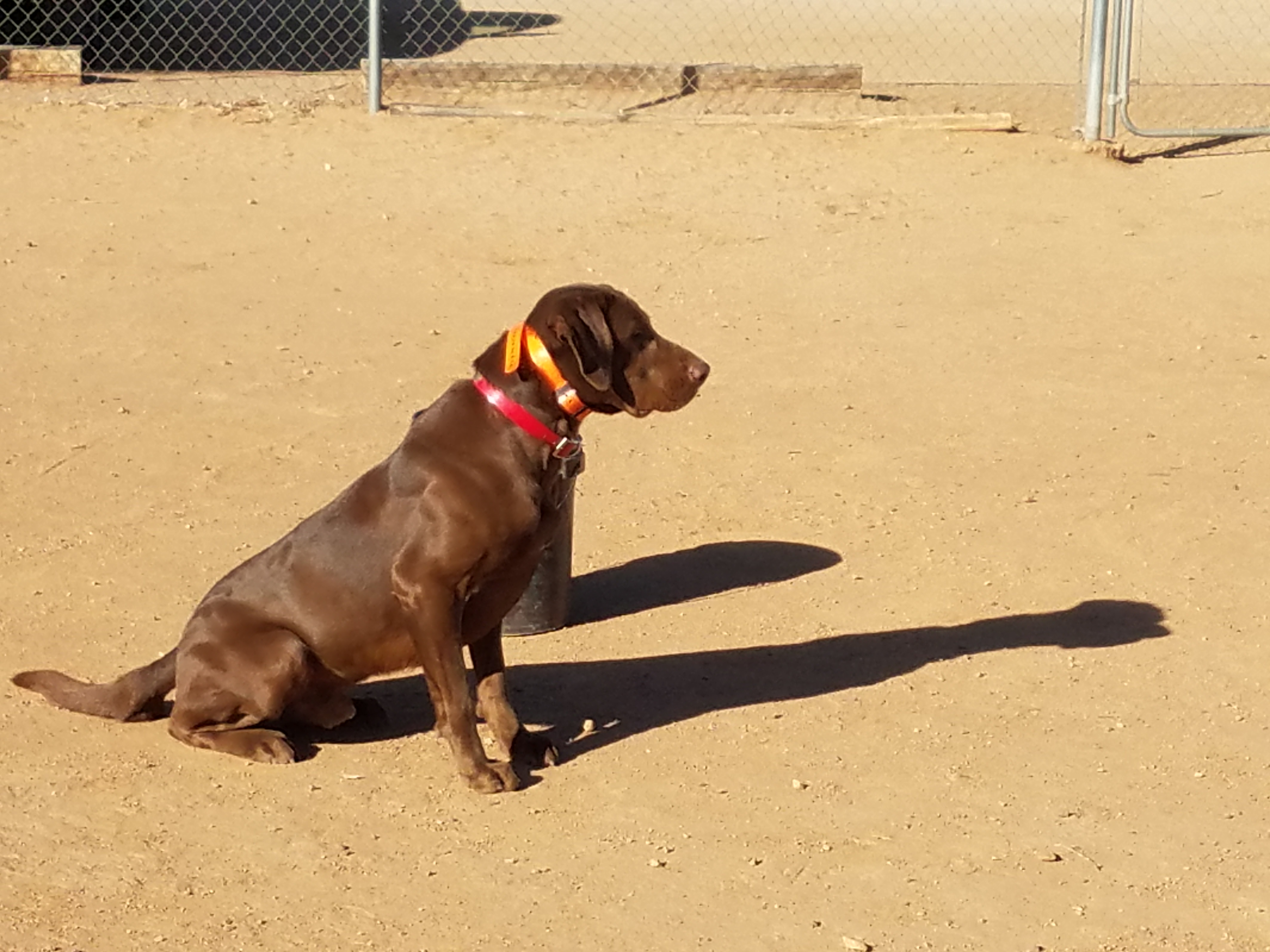 HR Glencoe's Super C | Chocolate Labrador Retriver