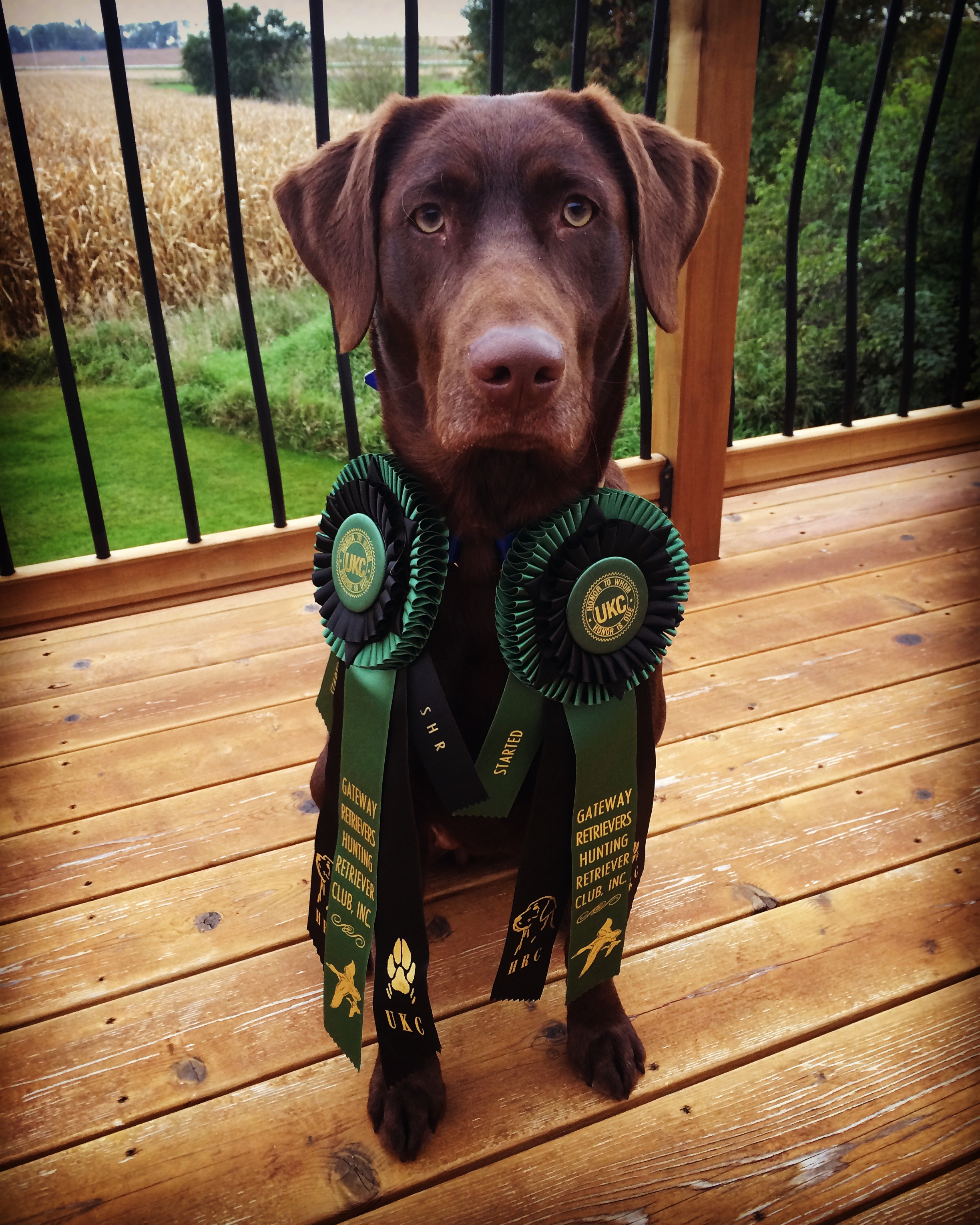 SHR R&J's Upland Girl Autumn JH | Chocolate Labrador Retriver