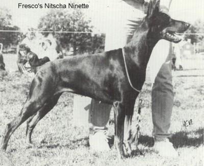 Fresco's Nitscha Ninette | Black Doberman Pinscher