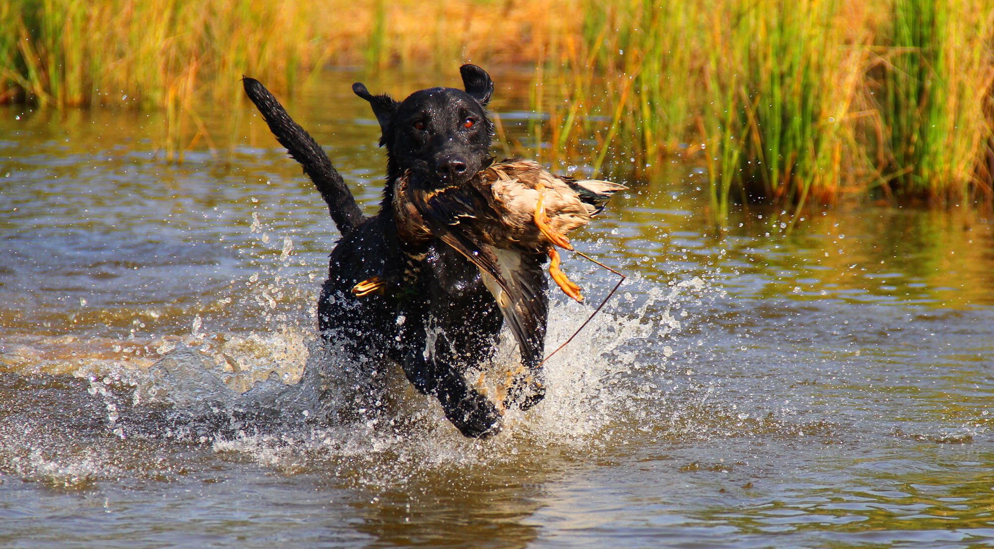 HRCH  OGF Augustus QA2, MH*14 | Black Labrador Retriver